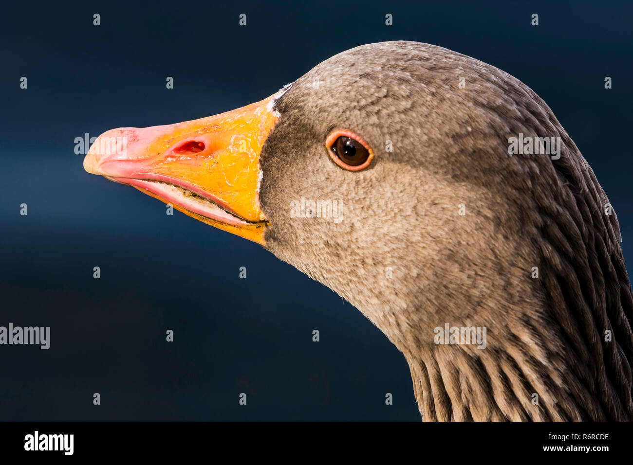 Portrait of wild greylag goose (Anser anser Stock Photo - Alamy