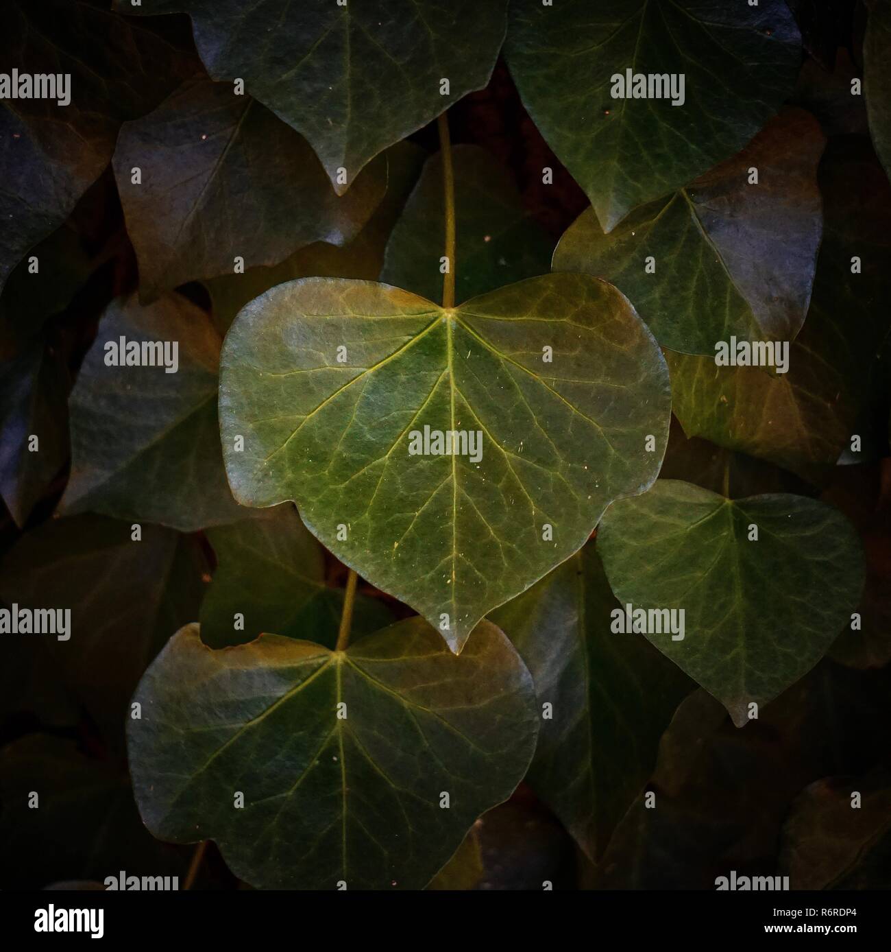 the green plant leaves in the garden Stock Photo - Alamy