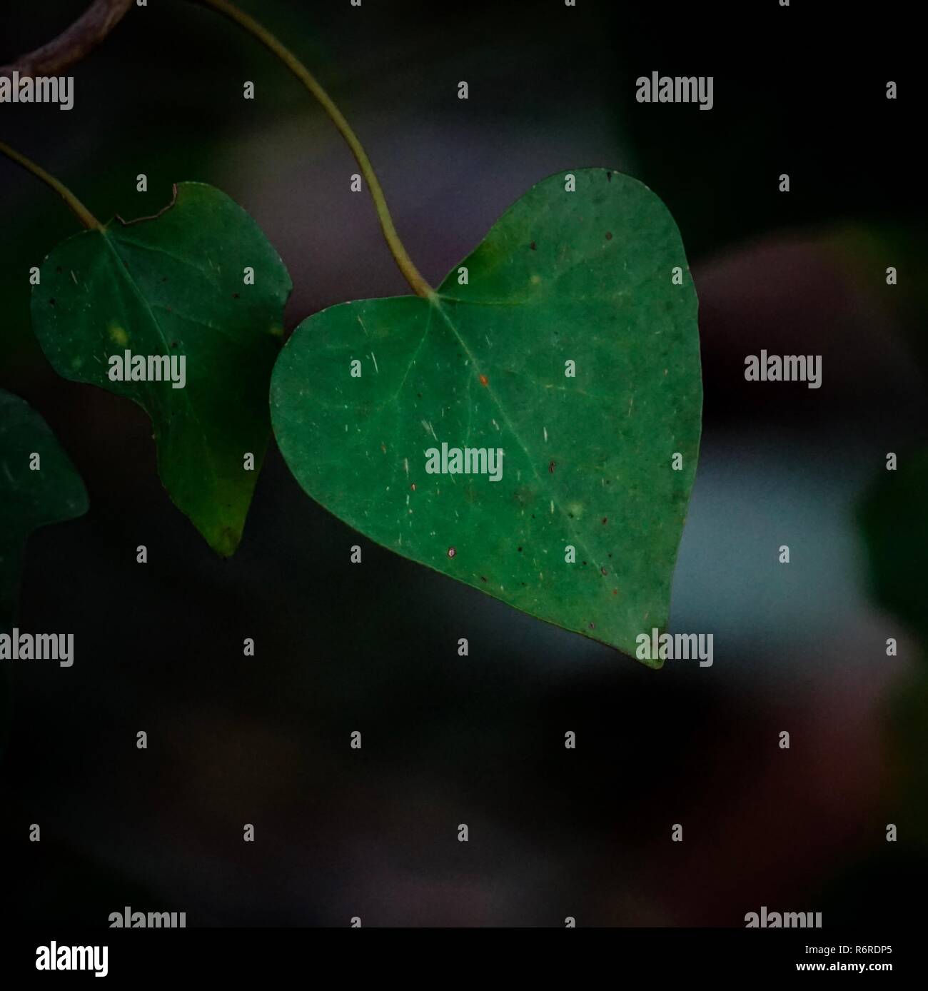 the green plant leaves in the garden Stock Photo - Alamy