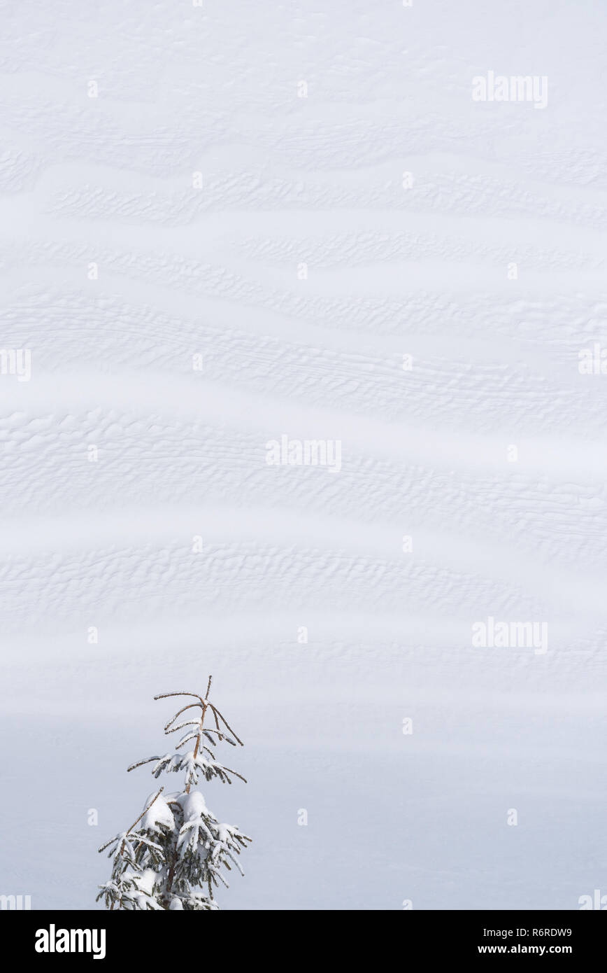 Winter background with snow texture and fir tree. Simplicity in nature Stock Photo