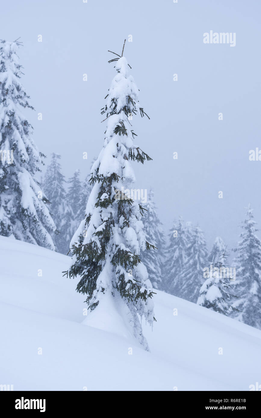 Snowy fir tree in a snowdrift. Winter in the mountain forest Stock Photo