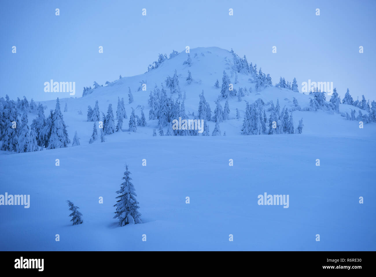 Beautiful winter landscape in the mountains. Spruce trees in the snow and snowdrifts on the hillside. Blue twilight Stock Photo