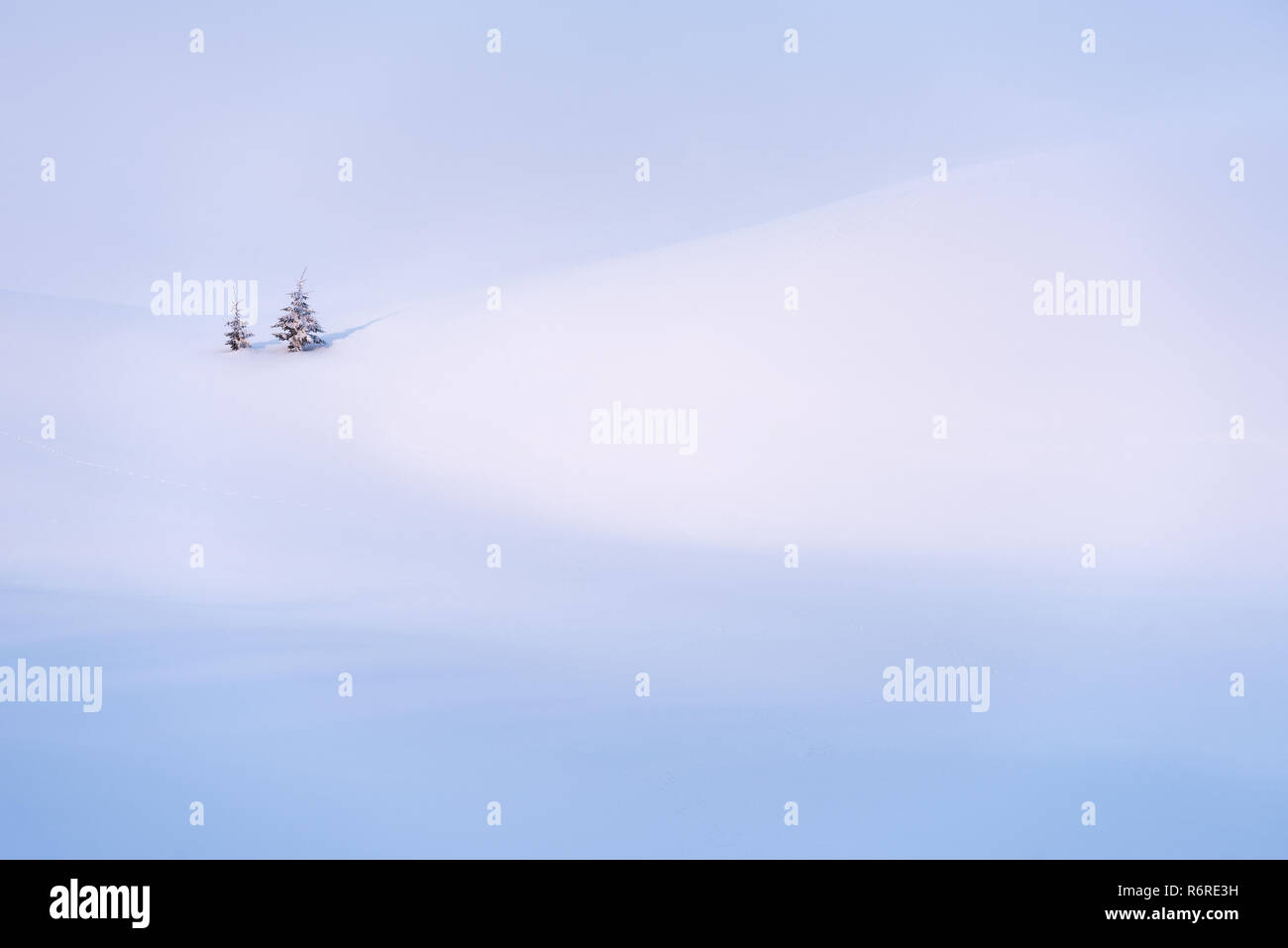 Snow background with copy space for winter design. Little trees in a snowdrift Stock Photo