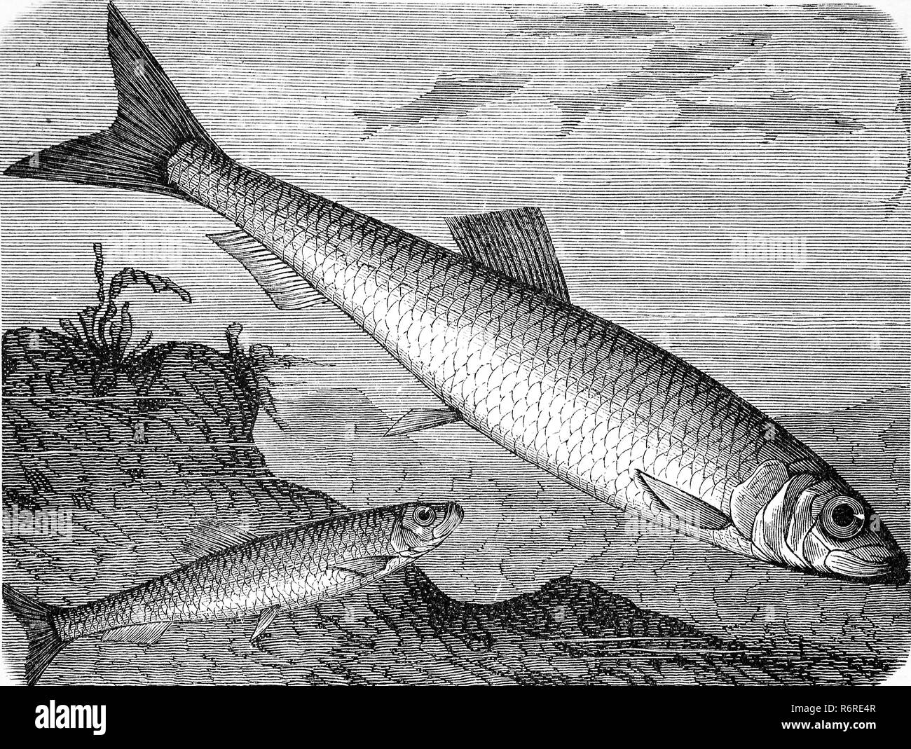 Fish Net Hooks Engraving 1812 Stock Illustration - Download Image