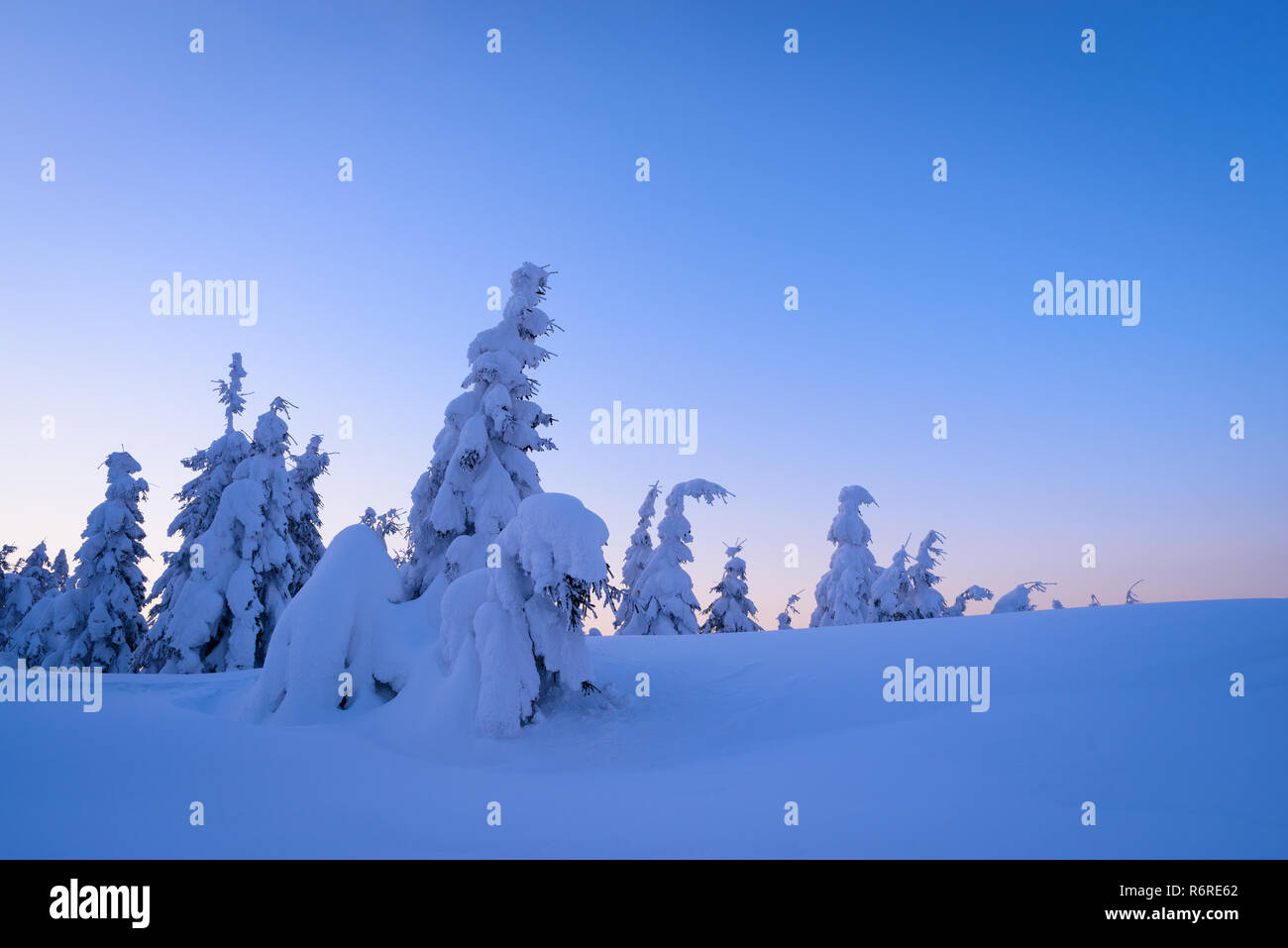 Winter wonderland with snow-covered fir trees and large snowdrifts. Dusky Landscape in Blue Stock Photo