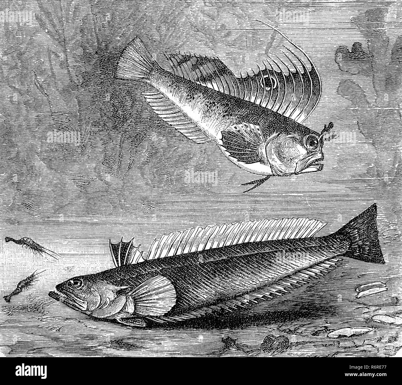Digital improved reproduction, Butterfly blenny and Greater weever, Seeschmetterling, Blennius ocellaris und PetermÃ¤nnchen, Trachinus draco, original print from the 19th century Stock Photo