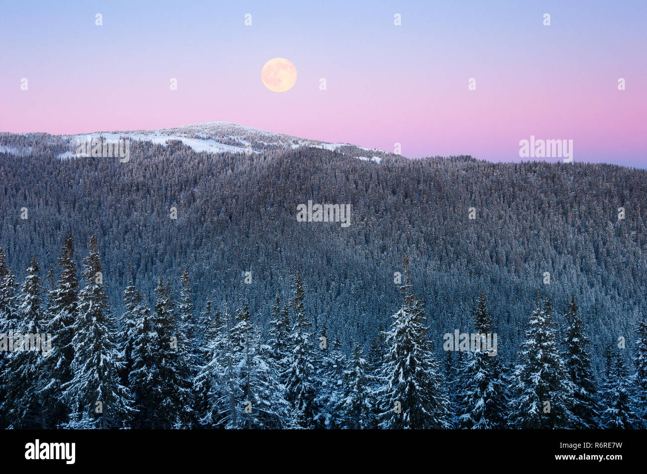 Winter landscape with a full moon over the hill. Mountain spruce forest in hoarfrost. Pink twilight after sunset Stock Photo