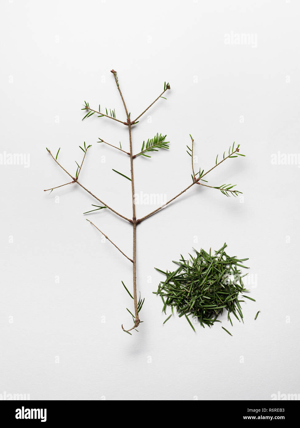 Christmas Break Is Over. Fallen spruce needles on white background. Flat lay, top view Stock Photo