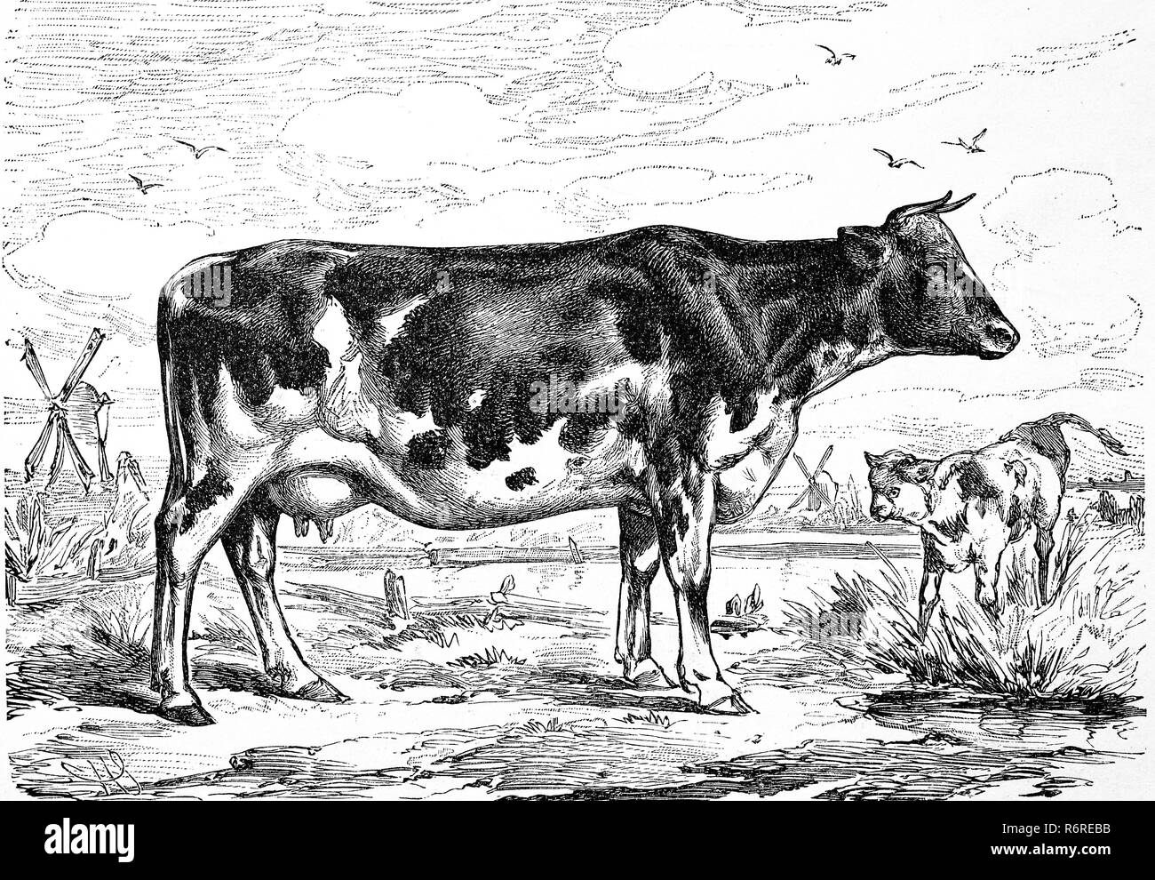 Digital improved reproduction, cattle breed, a cow from the Netherlands, Black Pied Dairy cattle, Kuh der hollÃ¤ndischen Rasse, Schwarzbunte Milchkuh, original print from the 19th century Stock Photo