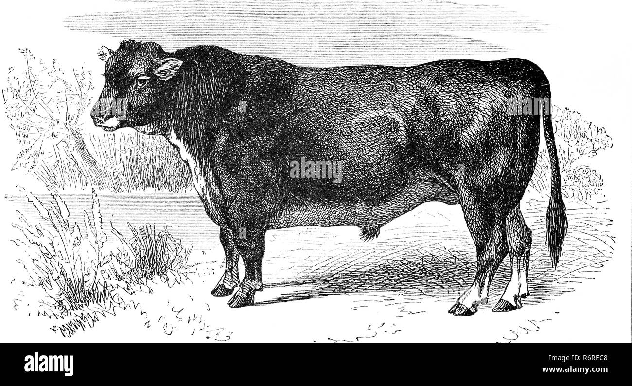 Digital improved reproduction, cattle breed Highland cattle, Stier der schottischen hornlosen Rasse, original print from the 19th century Stock Photo
