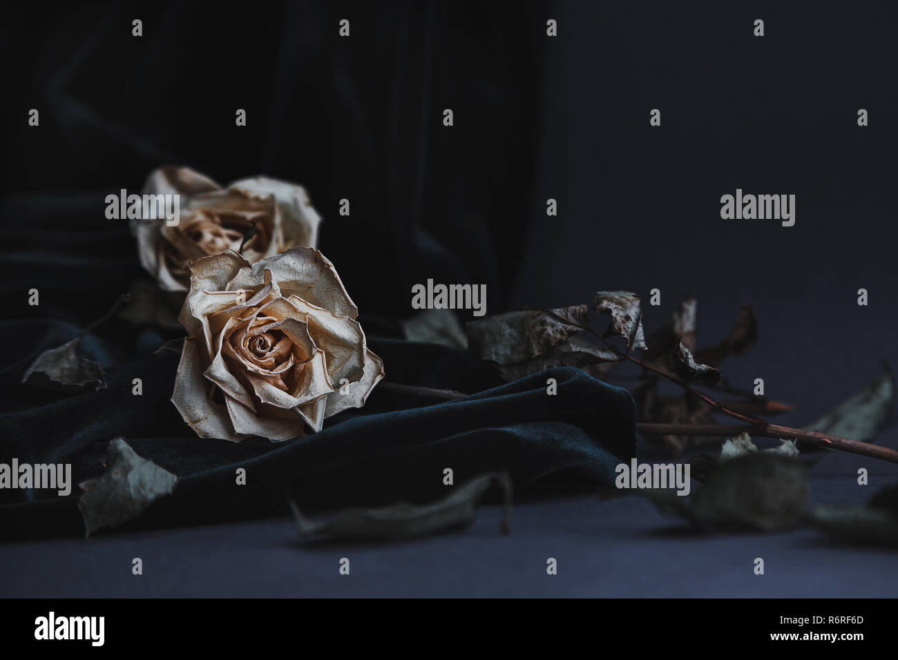 Two dried white roses on gray background with dark velvet draping ...