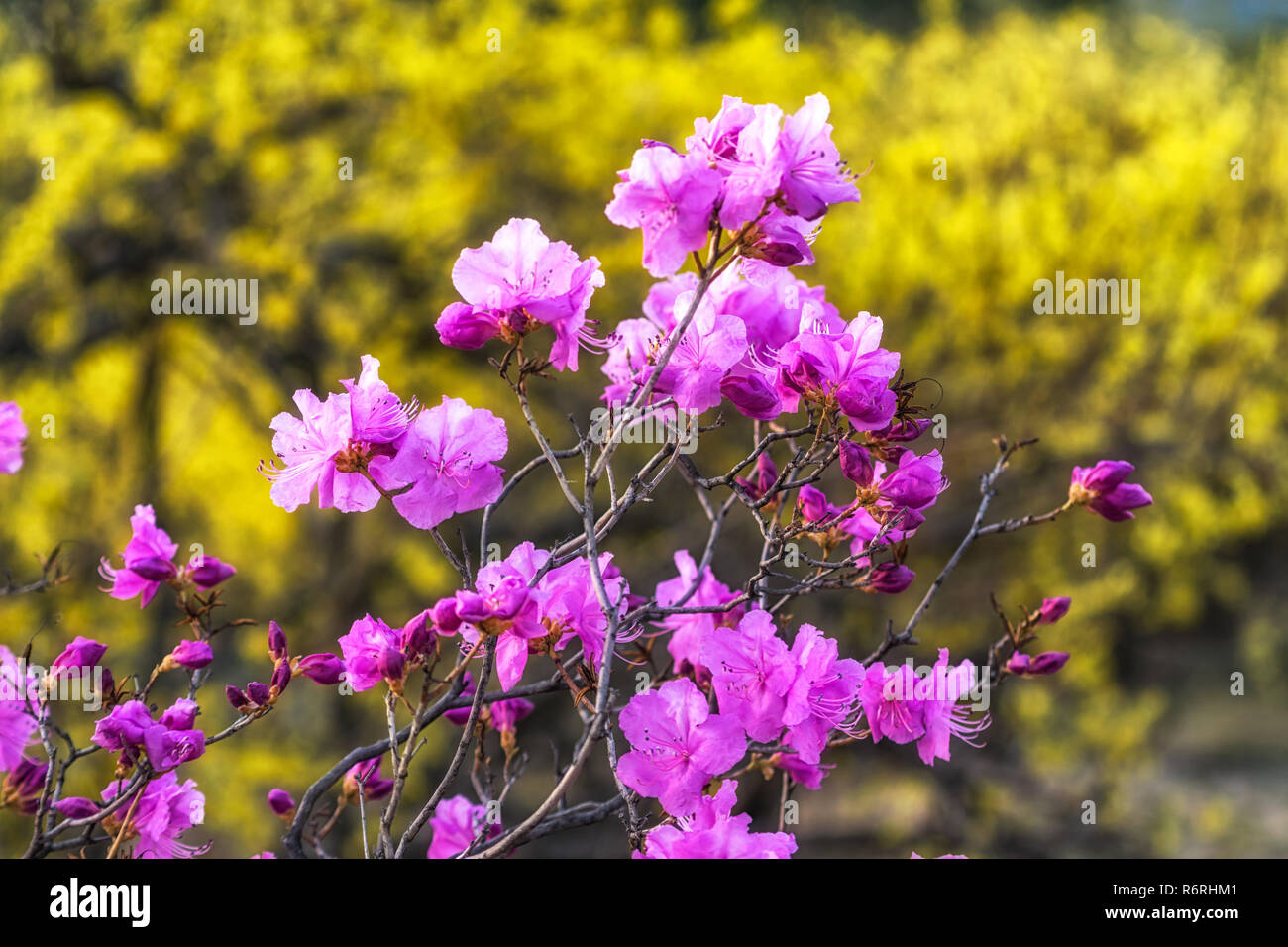 korean rosebay or azalea Stock Photo - Alamy