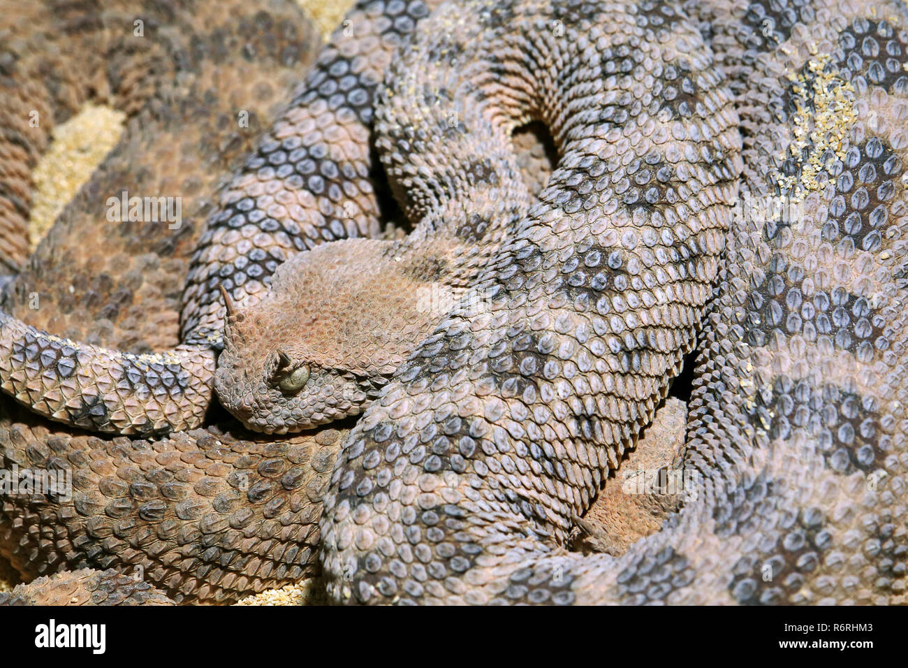 Desert Horn Viper Cerastes Cerastes Stock Photo - Alamy