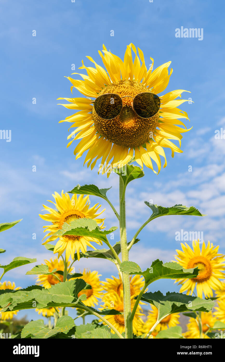 beautiful sunflower wear sunglasses on blue sky, funny nature concept Stock Photo