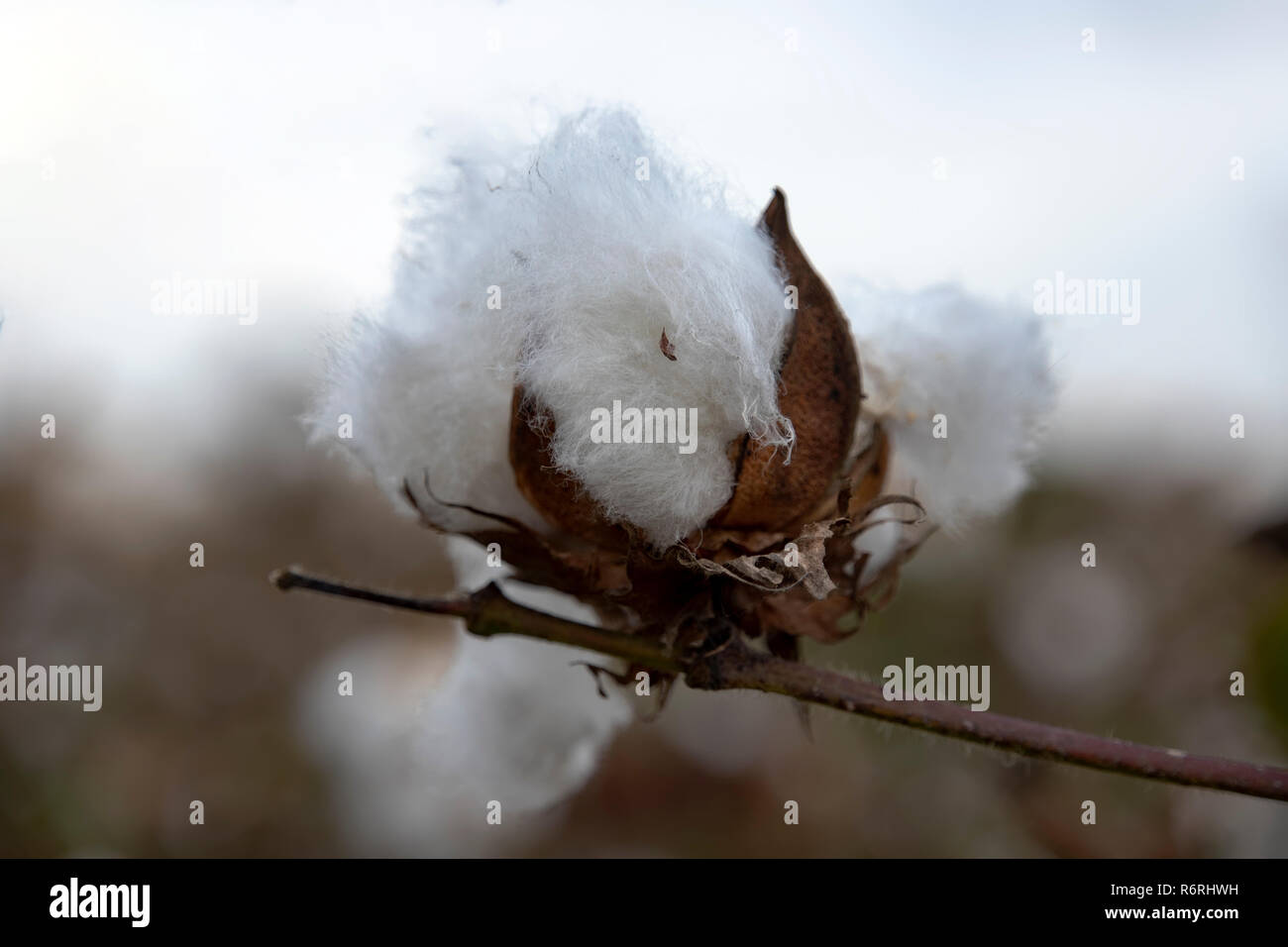 White fluff cotton plants on a blurred background close-up. Greece Stock Photo