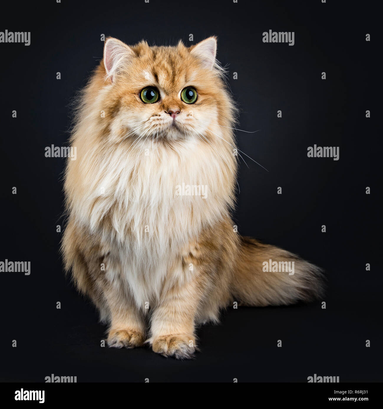 Amazing fluffy British Longhair cat kitten, standing, looking beside lens with big green / yellow eyes. Isolated on black background. One paw lifted. Stock Photo