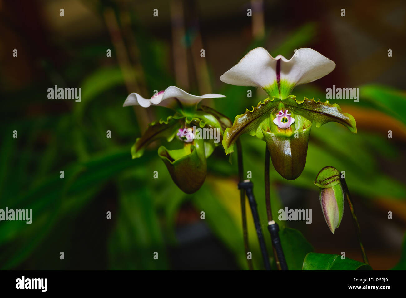 Lady's slipper orchid, aka lady slipper orchid or slipper orchid (Cypripedioideae Paphiopedilum), Stock Photo