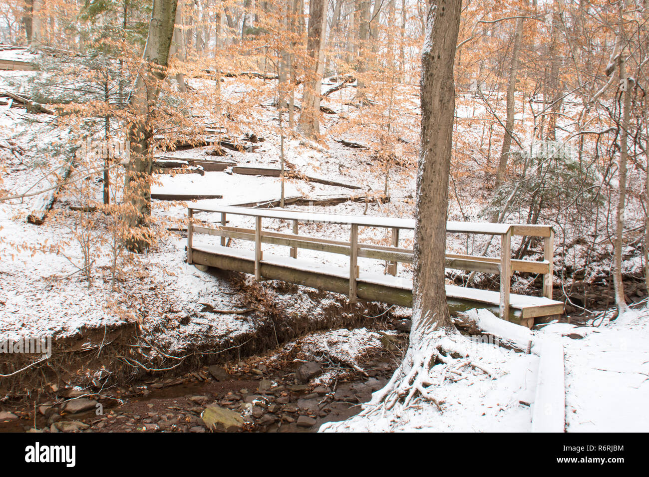 Wooden bridge in the forest Stock Photo - Alamy
