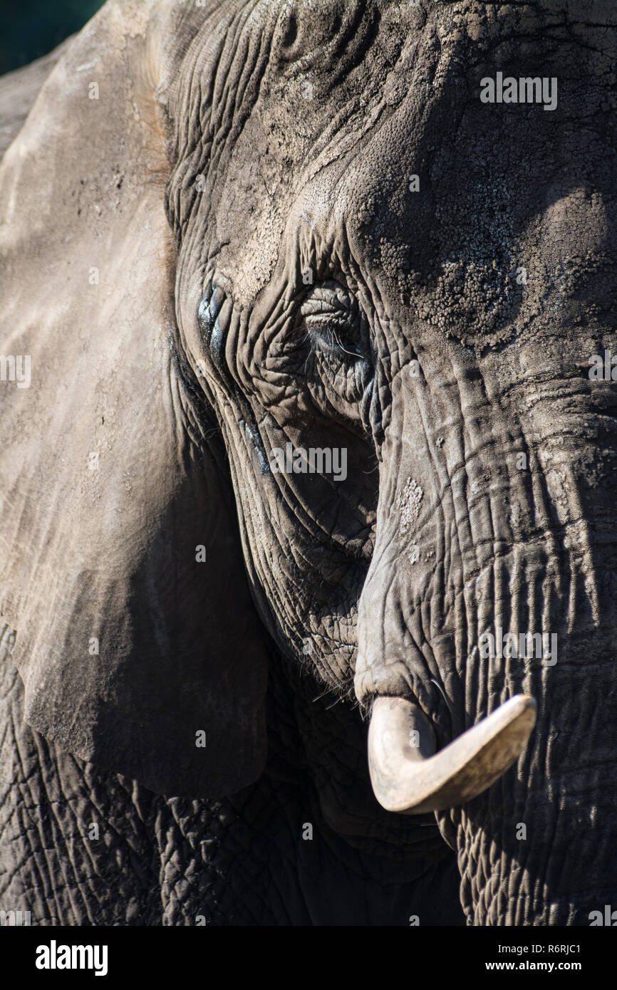 close up elephant Stock Photo - Alamy