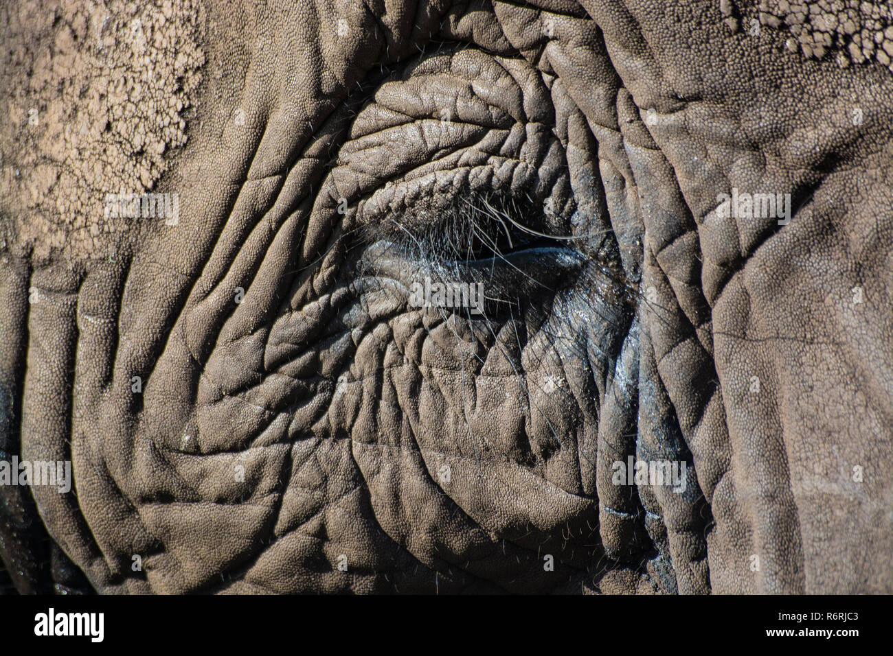 close up elephant Stock Photo - Alamy