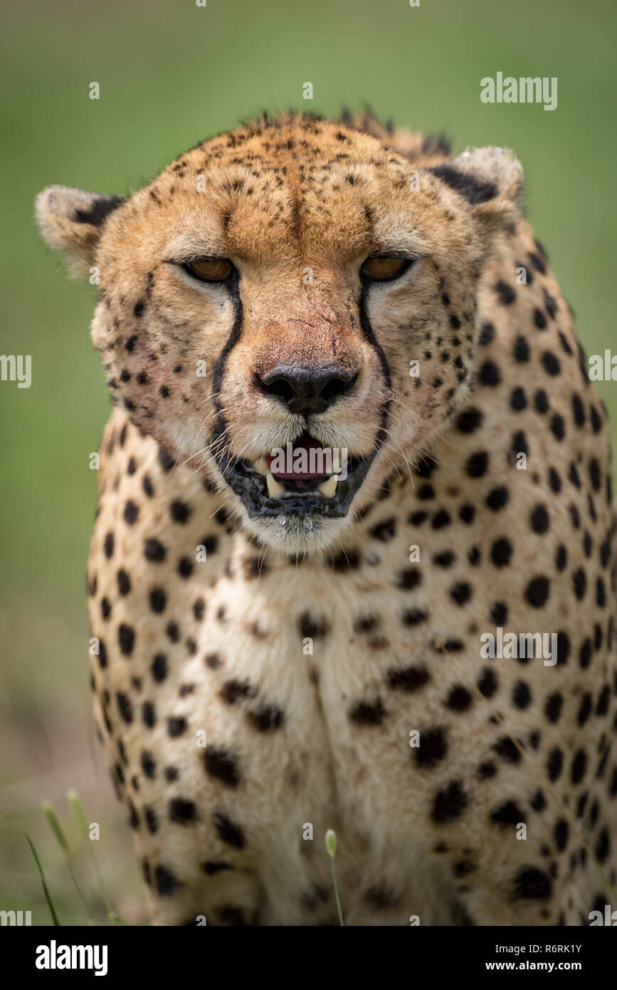 Close-up of cheetah facing camera on savannah Stock Photo