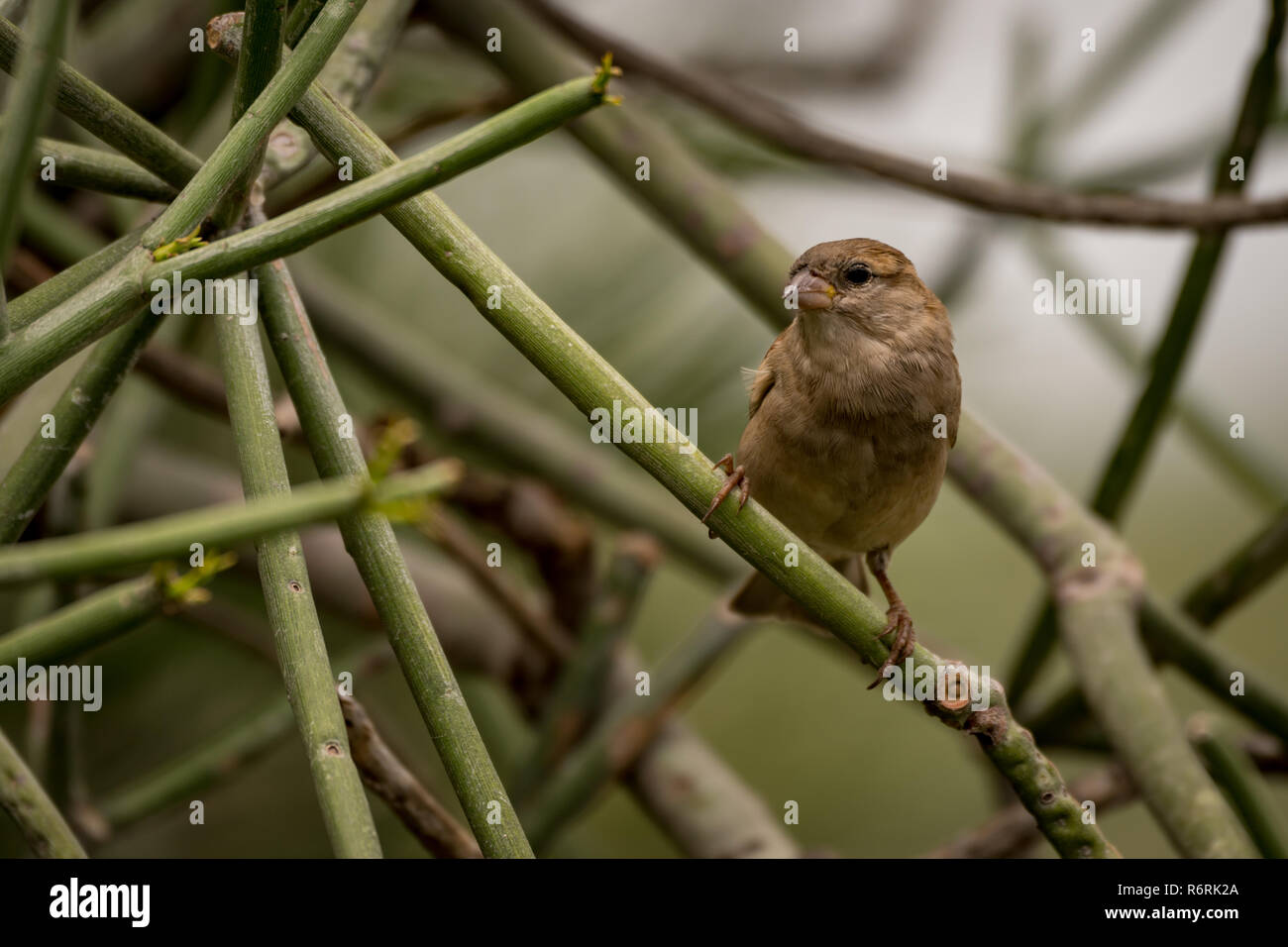 Female house sparrow facing camera on branch Stock Photo