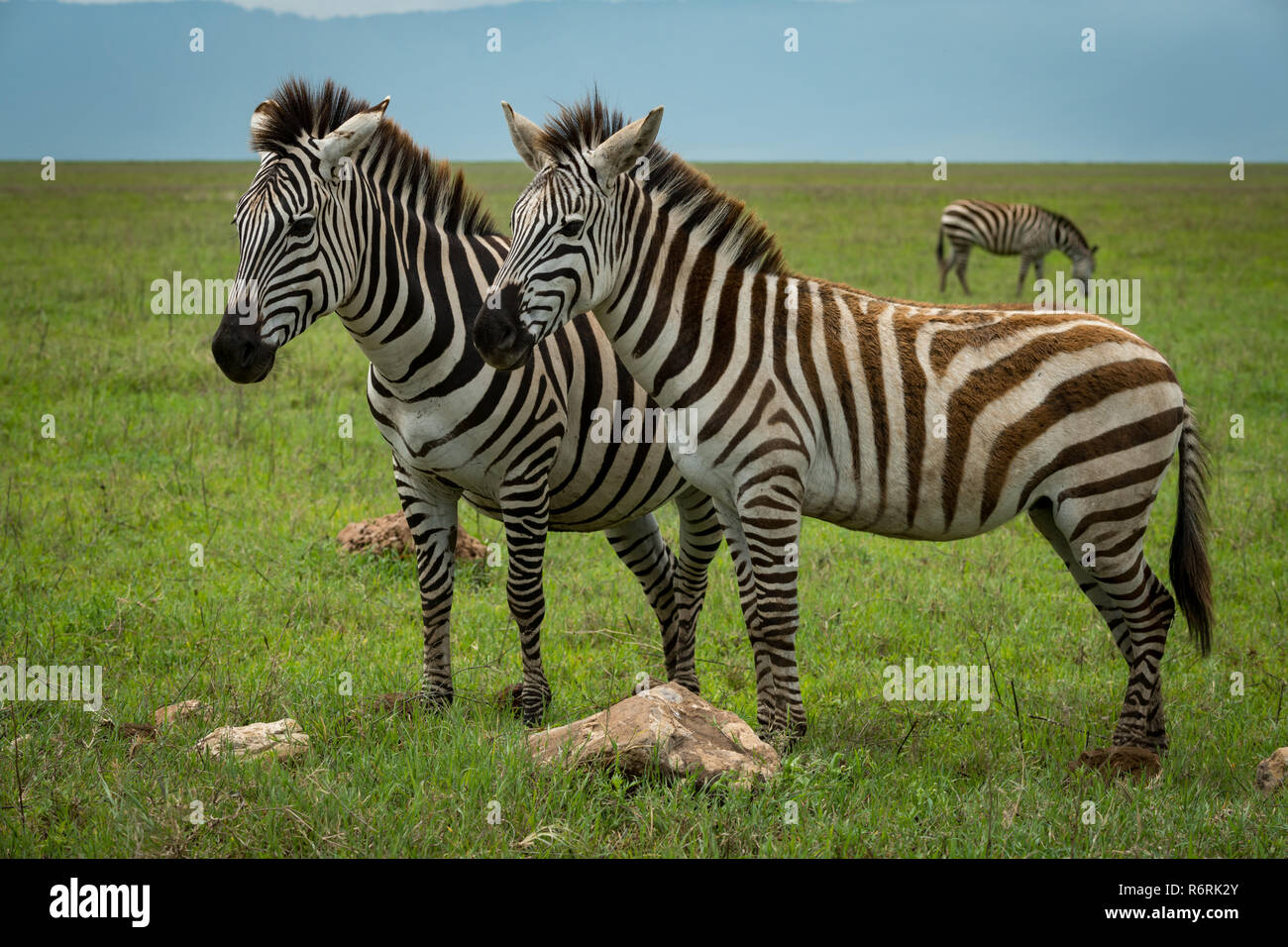 Close-up of two plains zebra facing camera Stock Photo