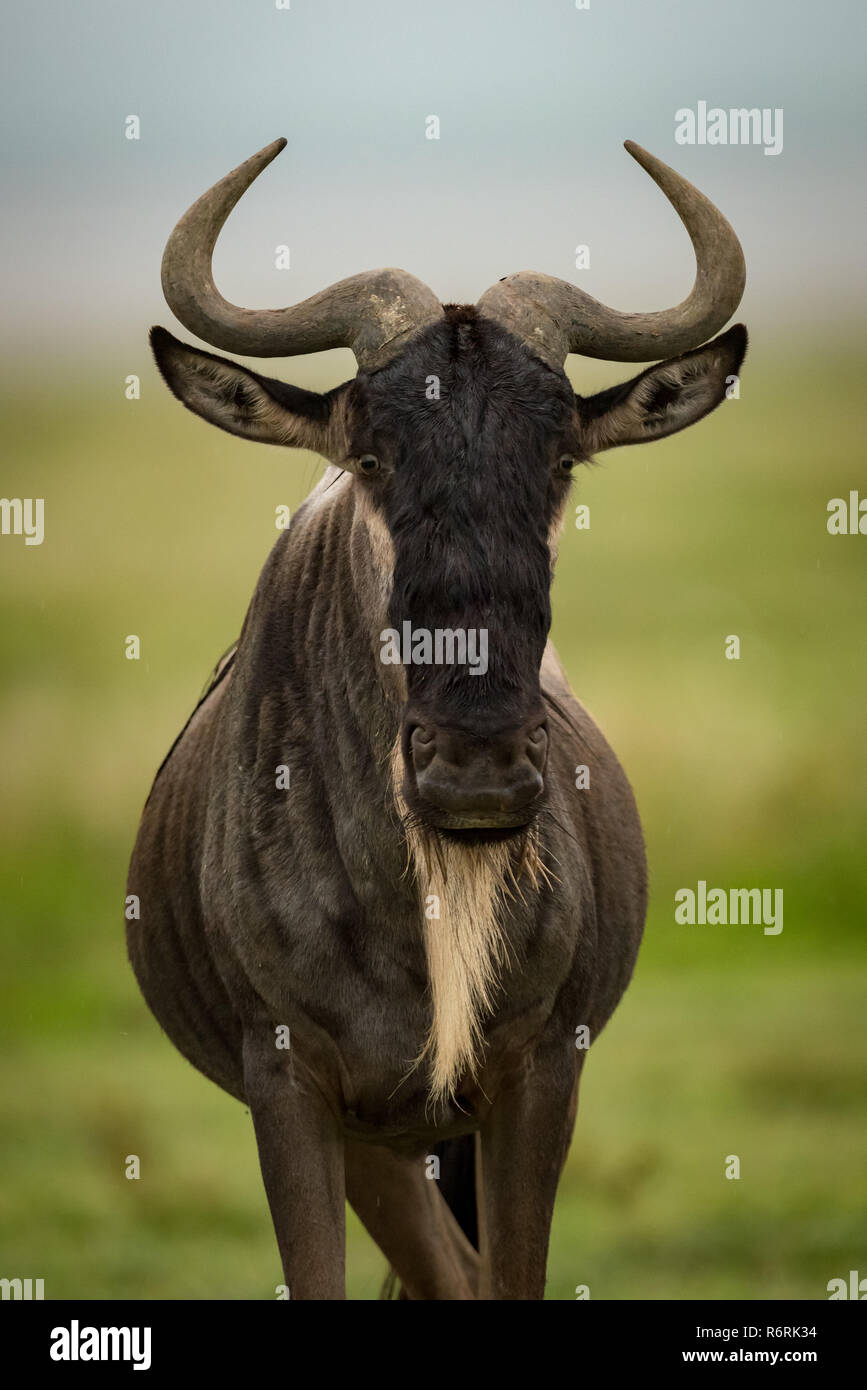 Close-up of white-bearded wildebeest standing facing camera Stock Photo