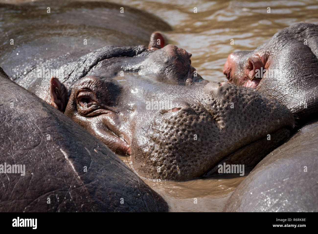 Close-up of hippopotamus facing camera in pool Stock Photo