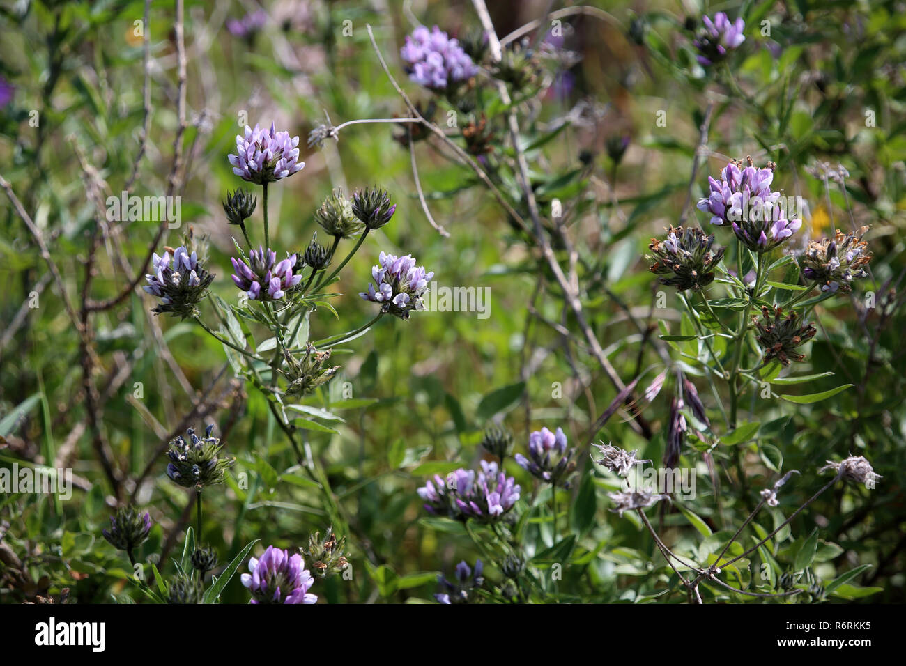 resin clover,asphalt clover bituminaria bituminosa - walk from las tricias to santo domingo de garafÃa Stock Photo