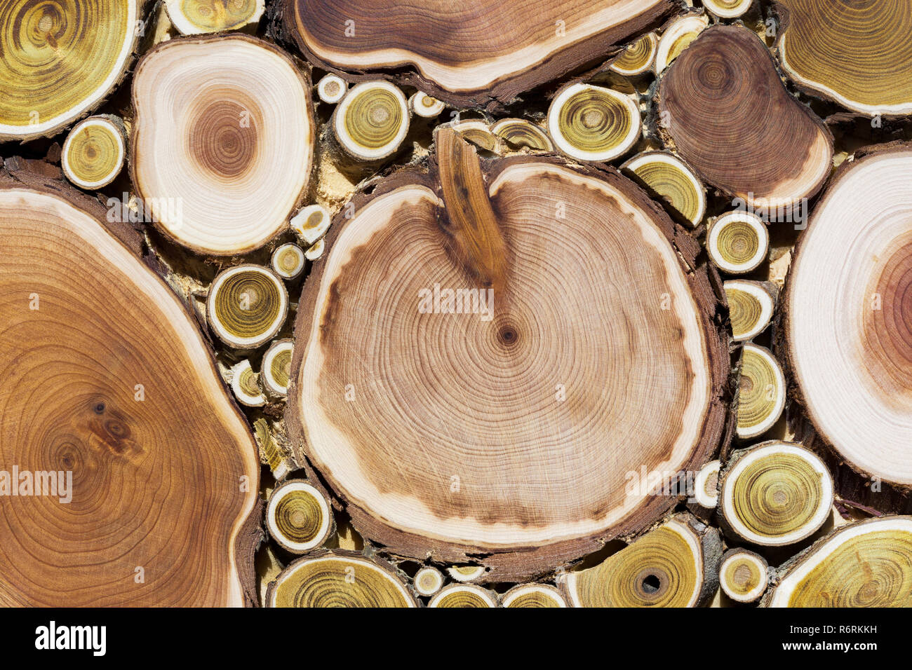 Sections of the trunks of various tree species. Abstract background. Stock Photo