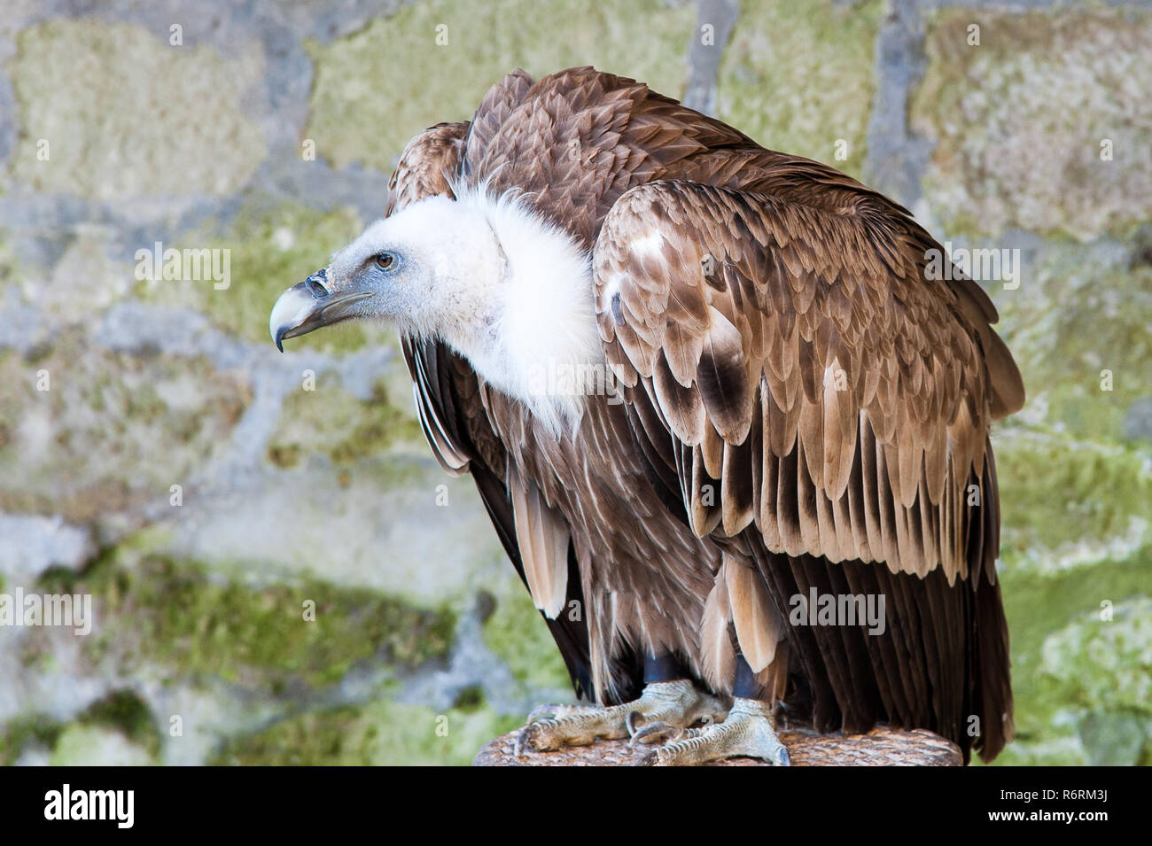 vulture Stock Photo