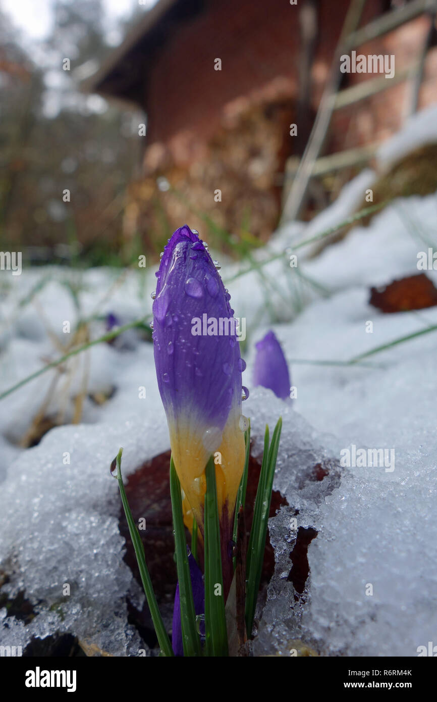 crocus in the snow in front of the house Stock Photo