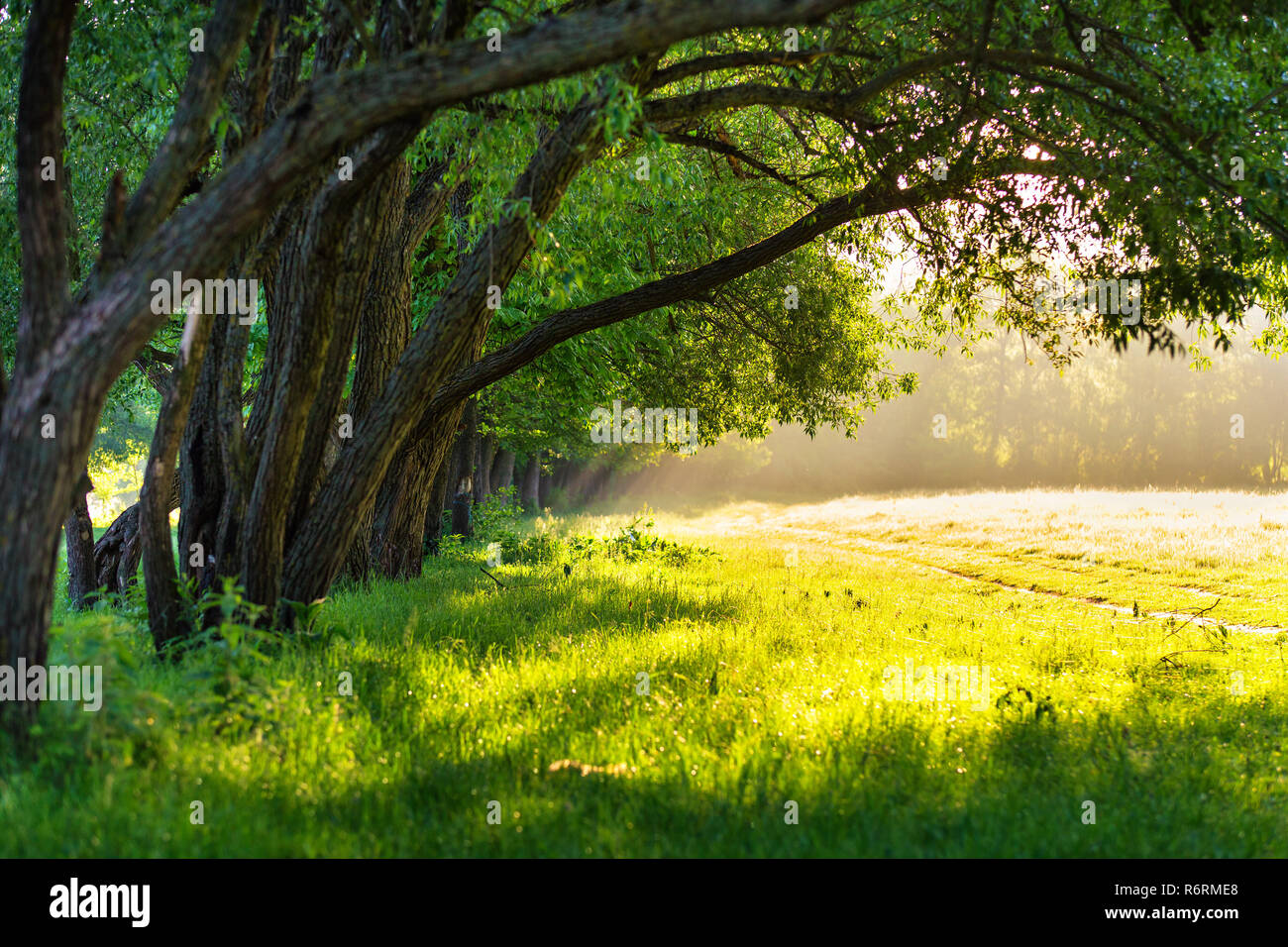 Sunlight thru the trees hi-res stock photography and images - Alamy