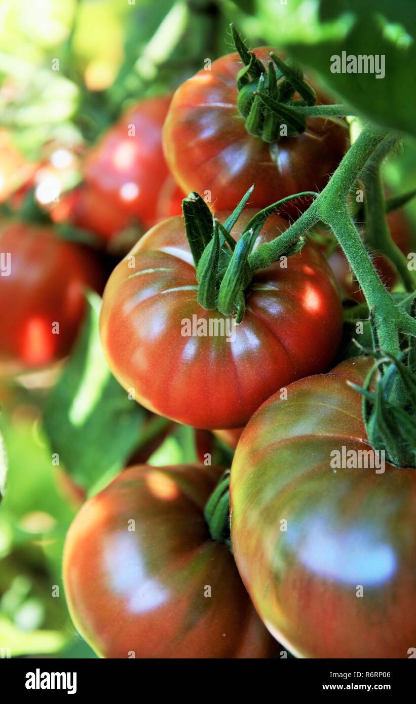 Beefsteak tomato plant hires stock photography and images Alamy