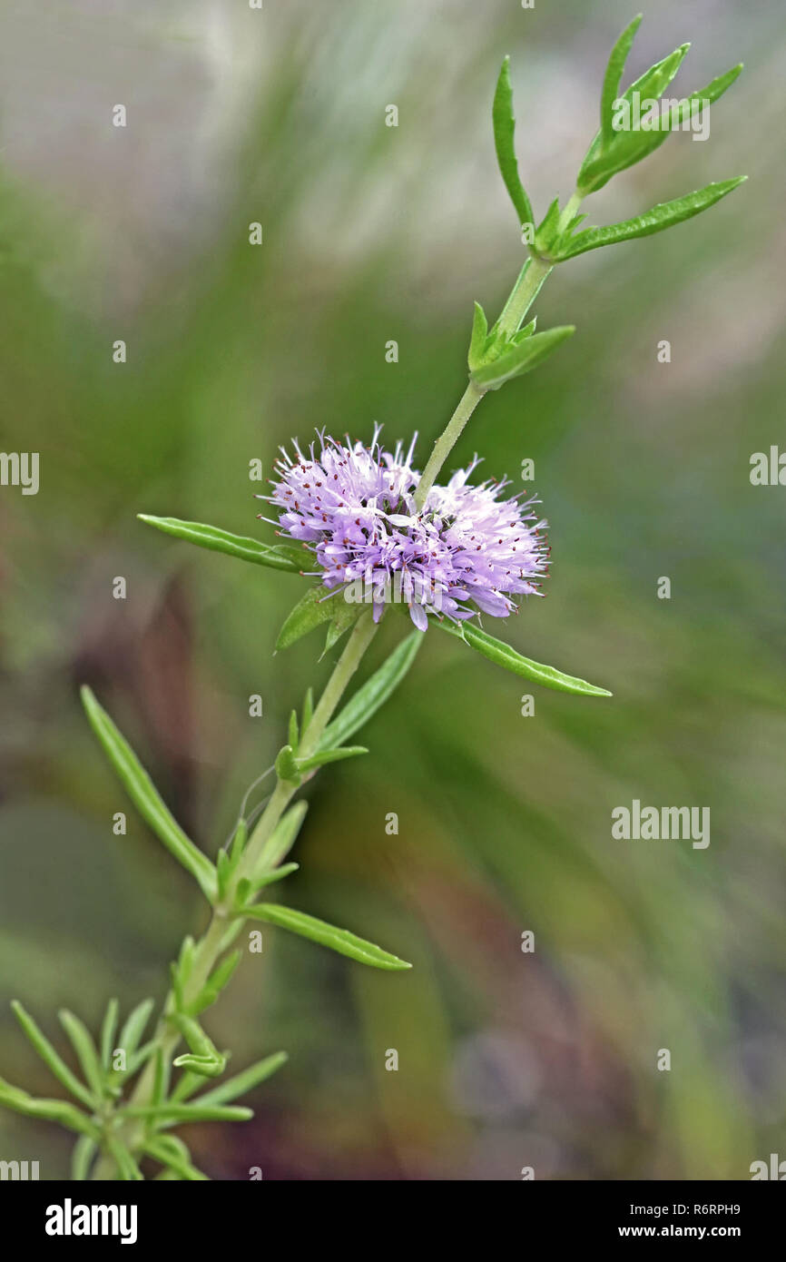 american watermint mentha cervina Stock Photo