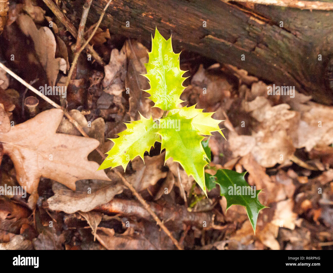 growing small green leaves shooting up in forest floor with autumn leaves Stock Photo