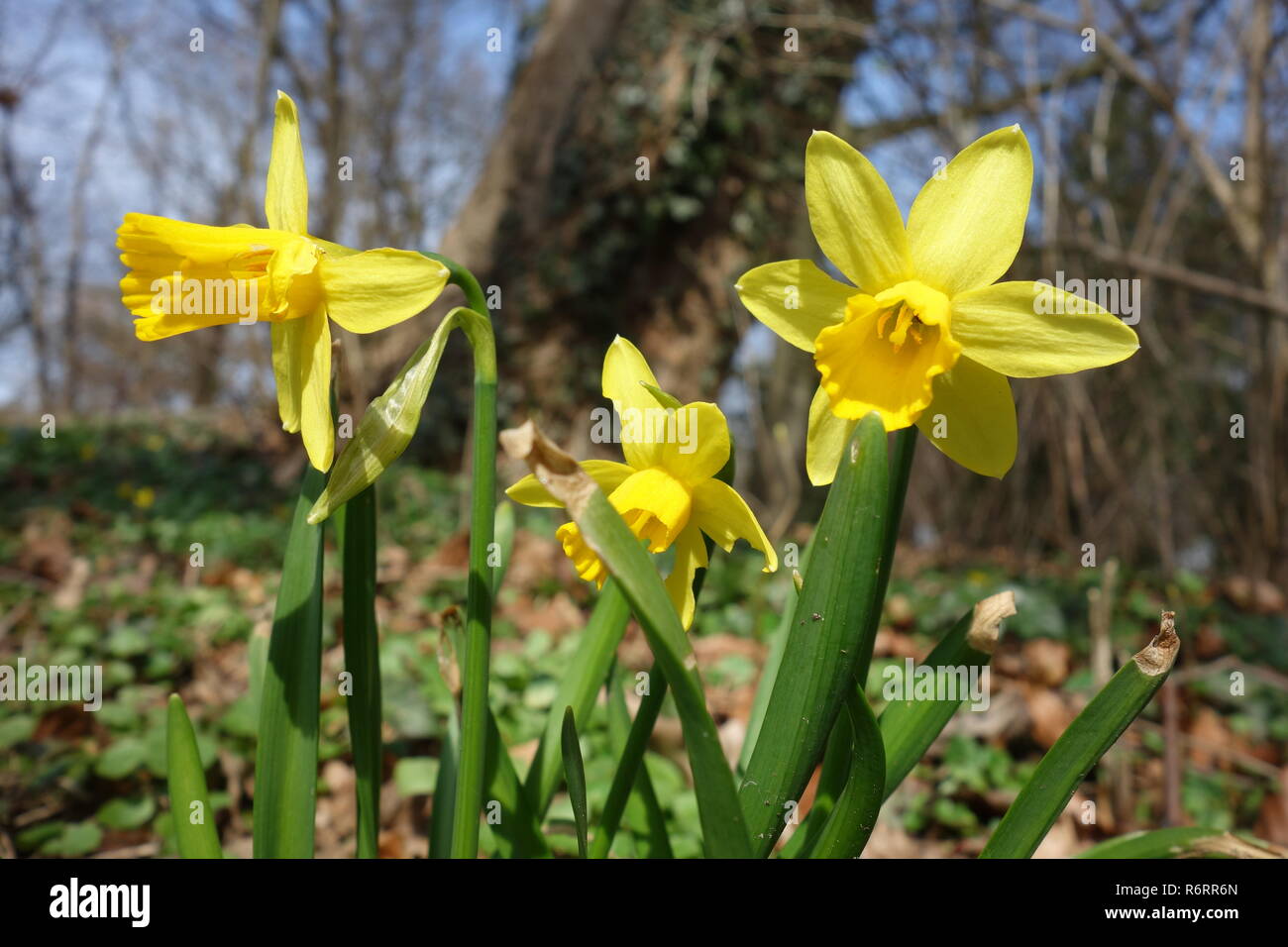 easter bells,wild daffodils in the forest Stock Photo