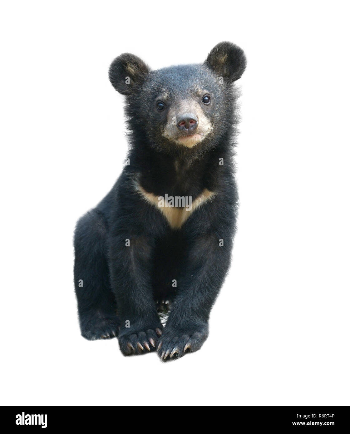 young asiatic black bear isolated Stock Photo