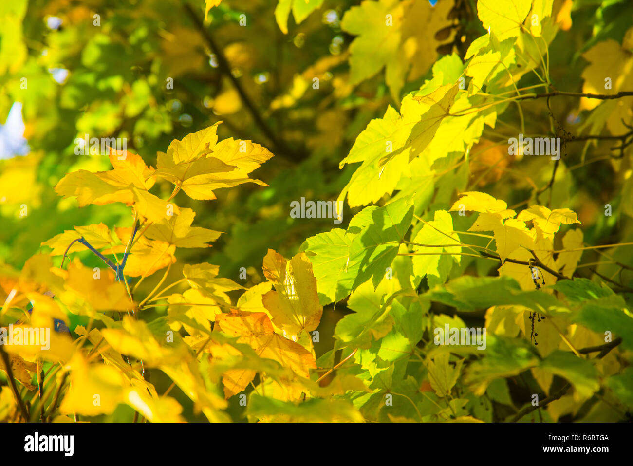 Autumn leaves. Stock Photo