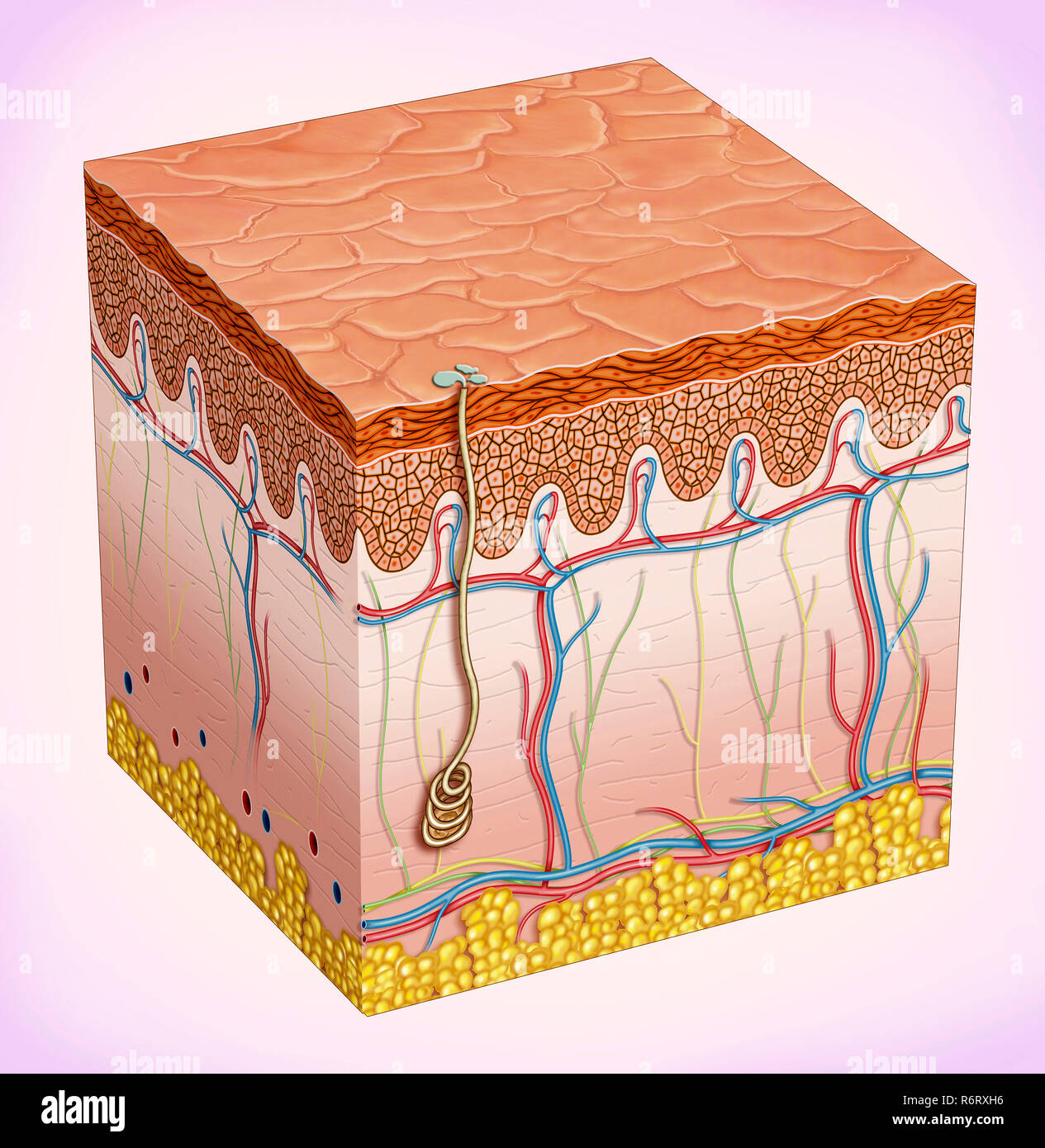 The skin is made up of three layers: epidermis, dermis and subcutaneous tissue. Its function is to protect the body from the environment. Stock Photo