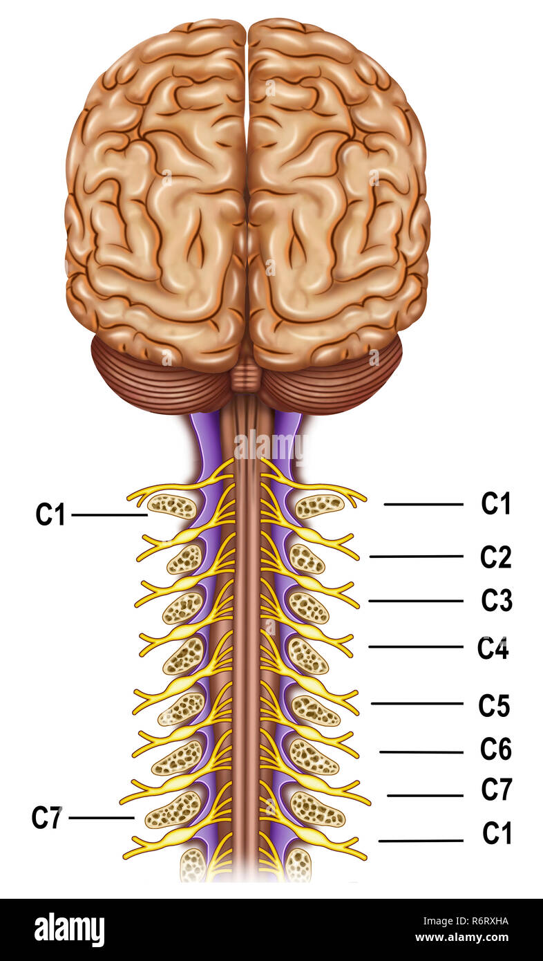 The cervical plexus. It controls the motor functions of the neck, it is the superior nervous plexus of the peripheral nervous system. Stock Photo