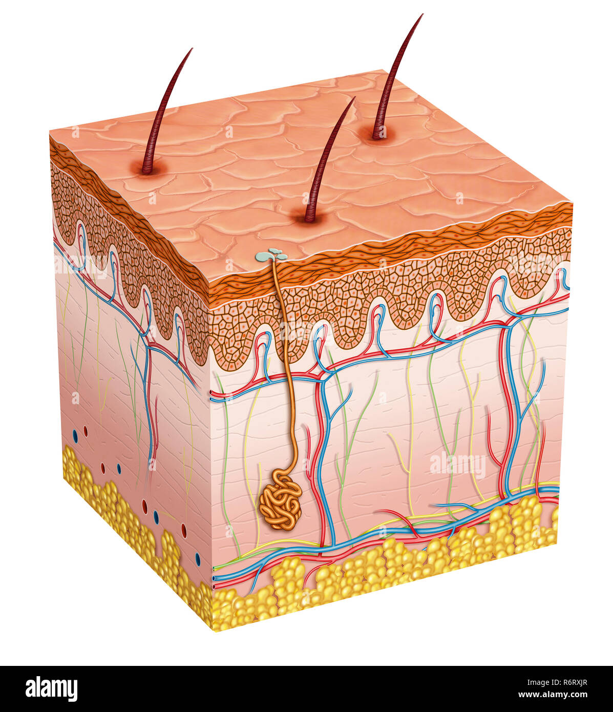 Schematic illustration about human skin. The skin is made up of the following layers. Epidermis. Dermis. Layer of subcutaneous fat ohipodermis. Stock Photo