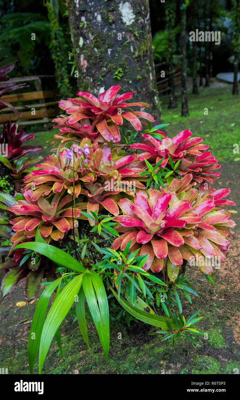Bromeliads Les Bromeliacees Jardin de Balata Martinique Stock Photo