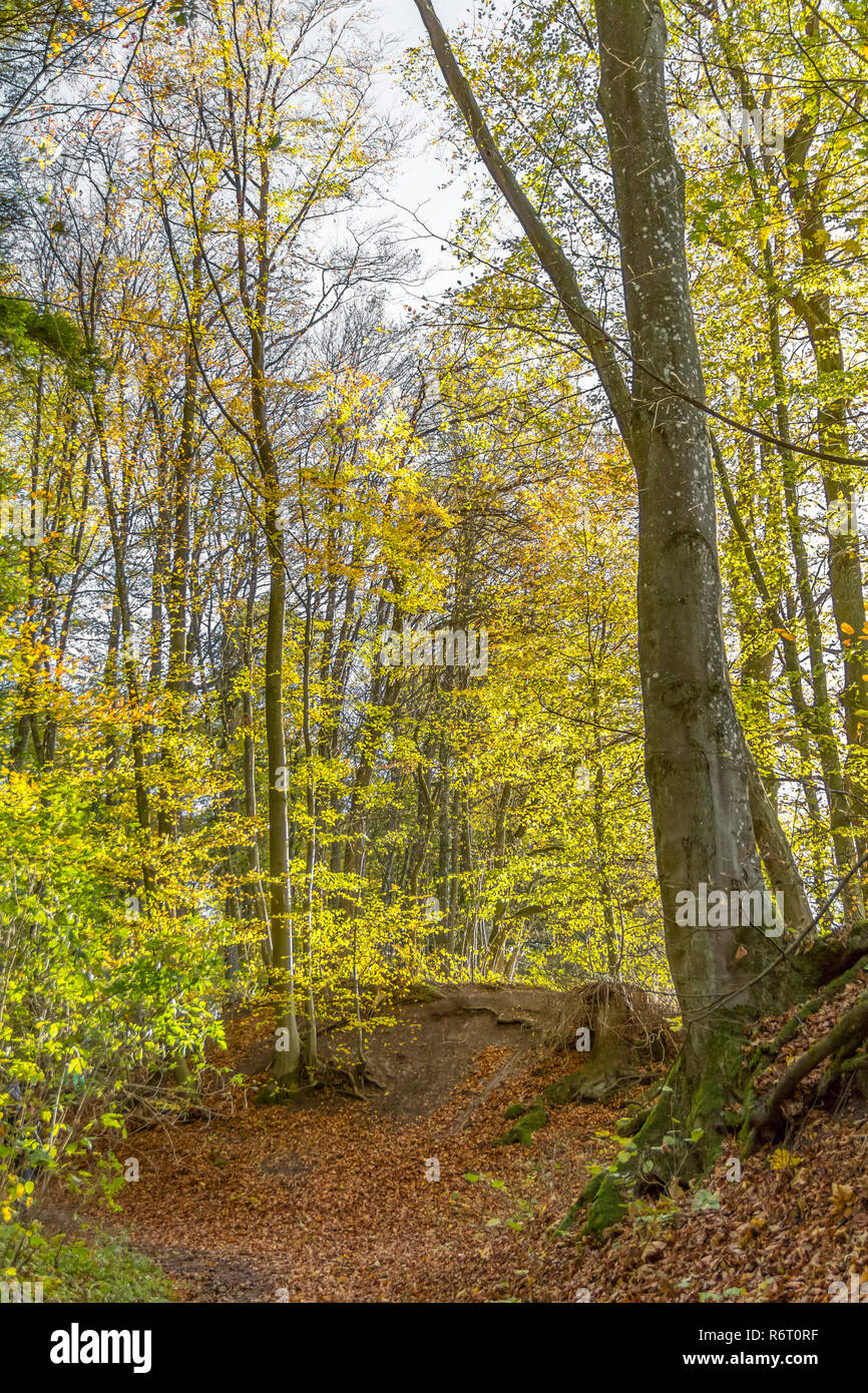 colorful autumn forest Stock Photo