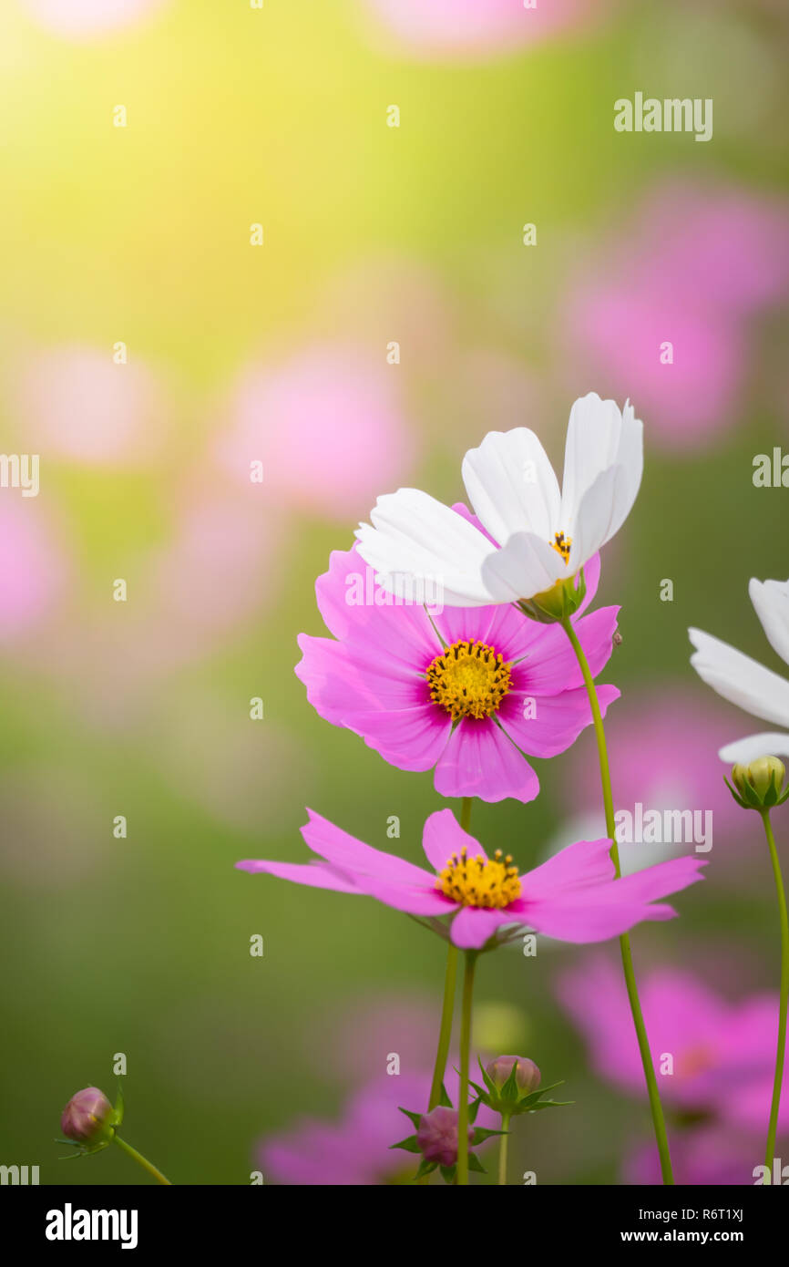 The background image of the colorful flowers Stock Photo - Alamy