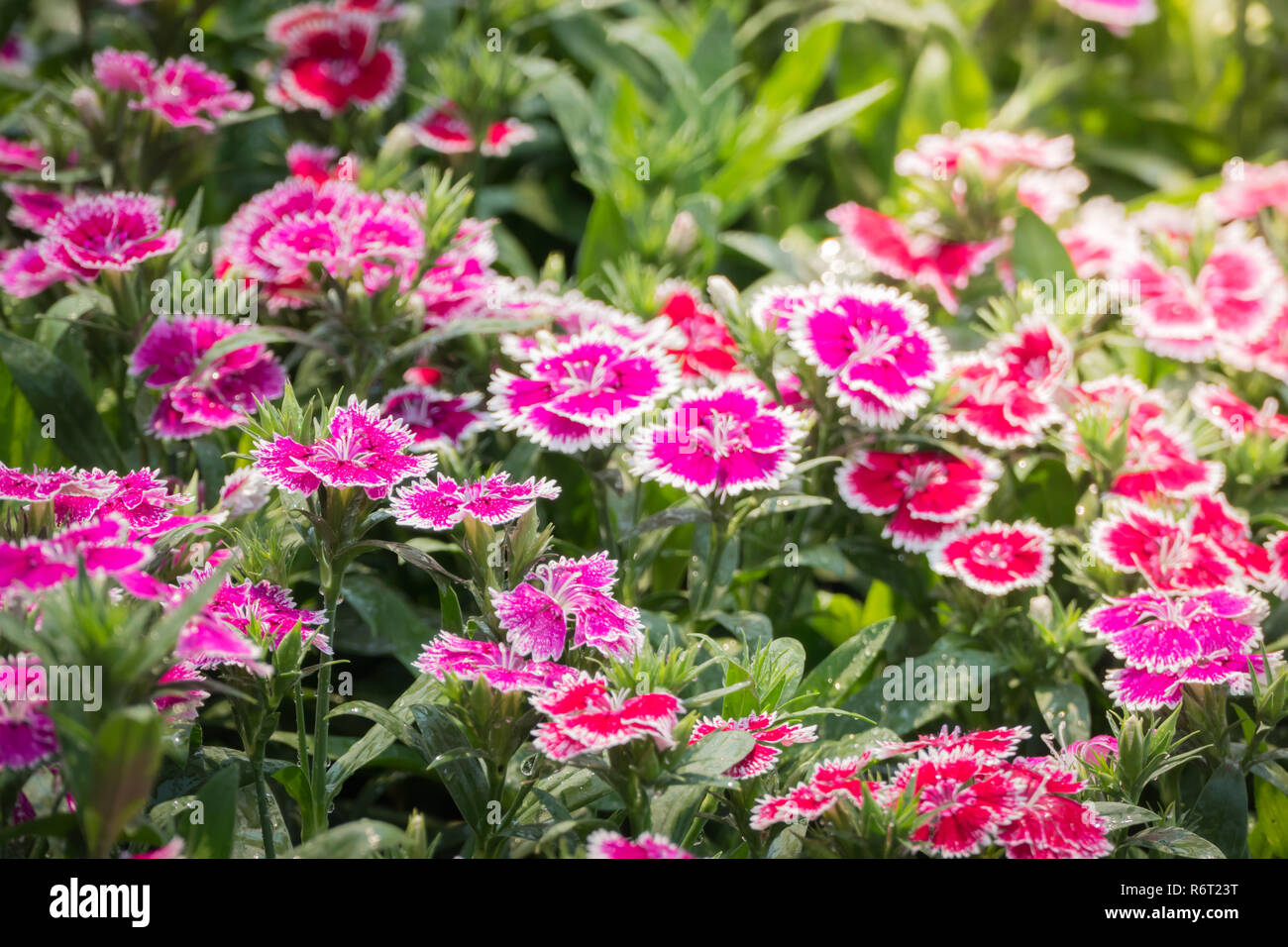The background image of the colorful flowers Stock Photo - Alamy