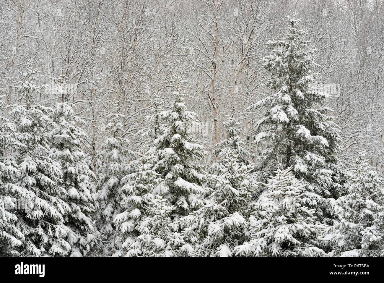 An early winter snowfall in  a mixed forest on a hillside, Greater Sudbury, Ontario, Canada Stock Photo