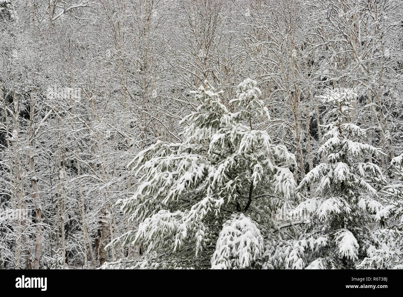 An early winter snowfall in  a mixed forest on a hillside, Greater Sudbury, Ontario, Canada Stock Photo