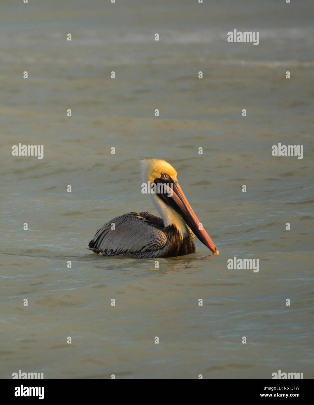 Pelican floating in Gulf of Mexico off Sanibel Island Stock Photo